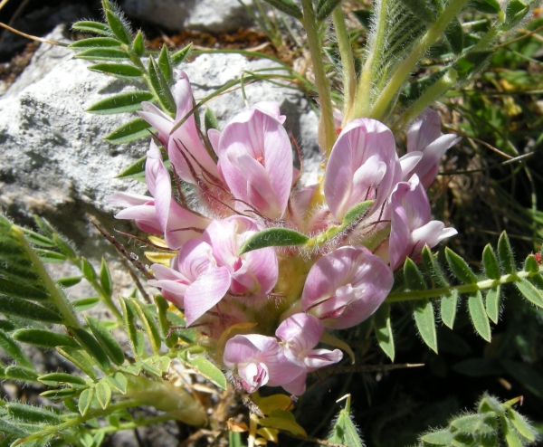 Astragalus sempervirens / Astragalo sempreverde